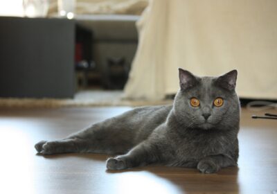 Blue-Chartreux-Cat-laying-on-the-floor_LucasBouillon_Pixabay