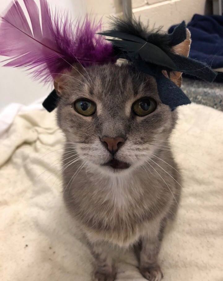 Rambo Cat