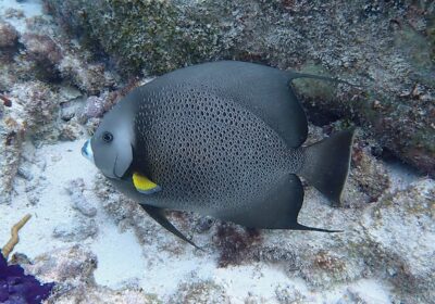 Pomacanthus_arcuatus_109580400