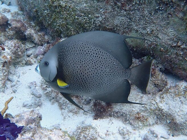 Gray Angel Fish