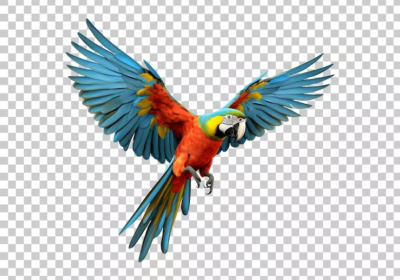 flying-macaw-parrot-isolated-transparent-background-png-psd_888962-1748