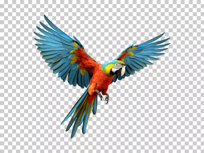 Makao Parrot