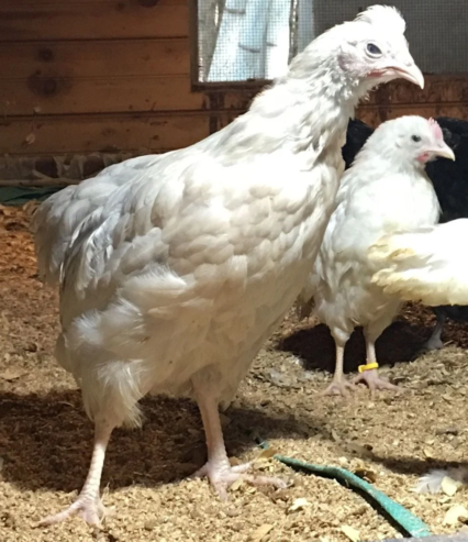 Cream Legbar Hybrid