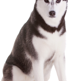 husky_PNG11