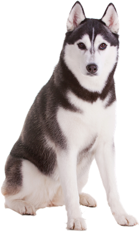 Russian Husky