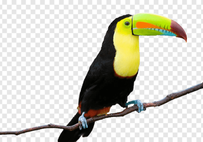 png-clipart-toco-toucan-others-miscellaneous-photography
