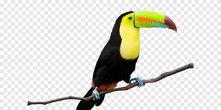 Toco toucan