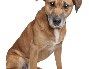 pngtree-mixed-breed-dog-pet-png-image_10053145