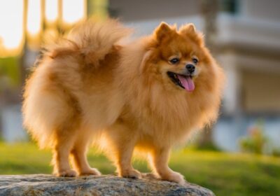 pomeranian_Kongrat_Shutterstock