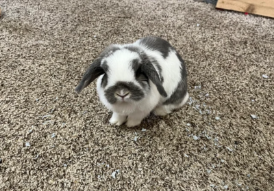 raddar-rabbit