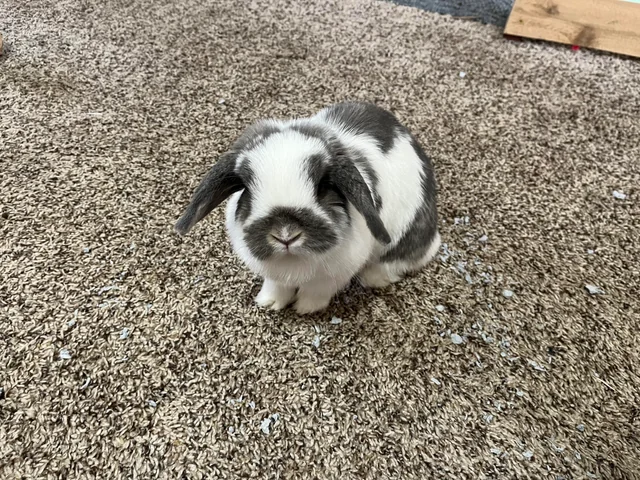 Radar Rabbit